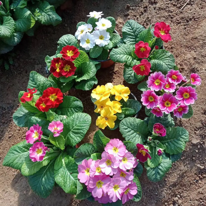 十大养不死的盆栽植物(冻不死盆栽植物排行榜)-1