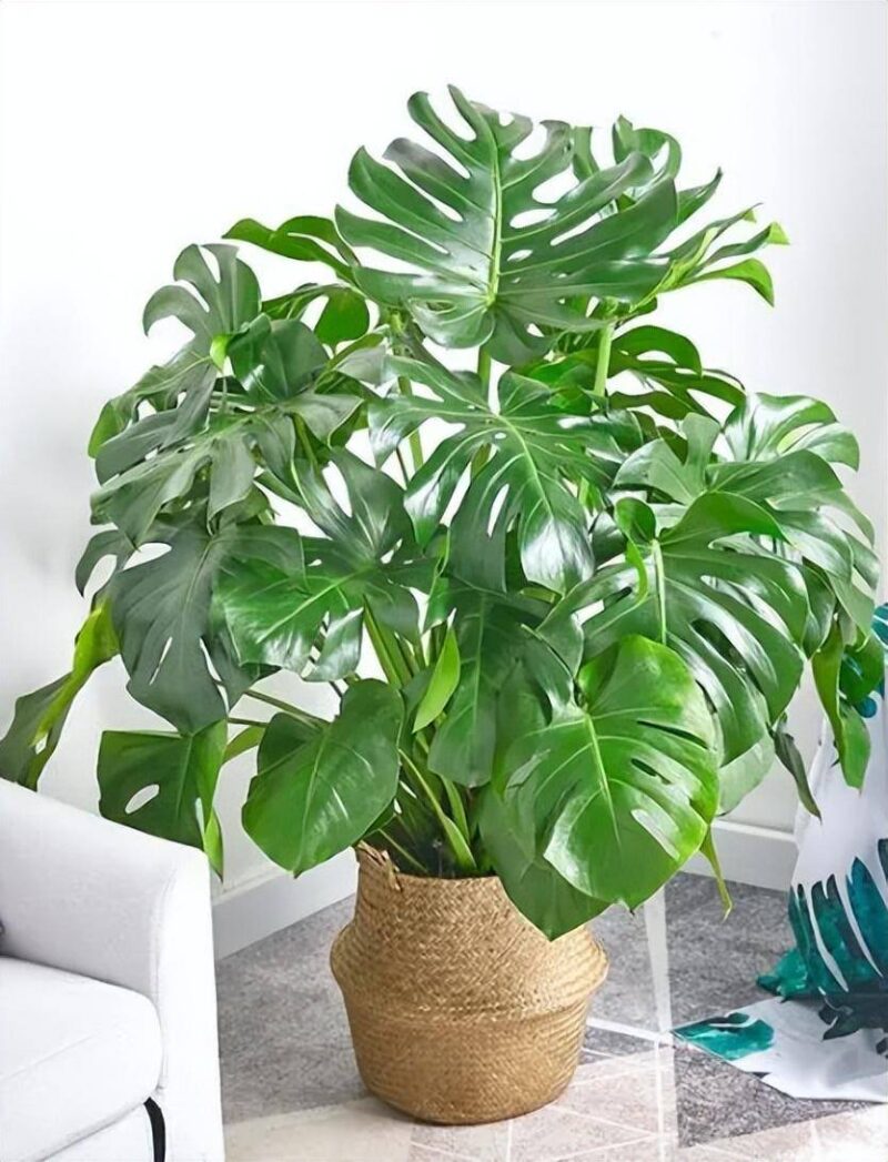十大养不死的盆栽植物(冻不死盆栽植物排行榜)-1