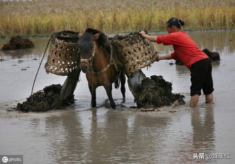 螺蛳吃什么长大的-1 螺蛳吃什么长大的-1