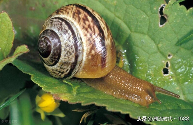 螺蛳吃什么长大的-1 螺蛳吃什么长大的-1