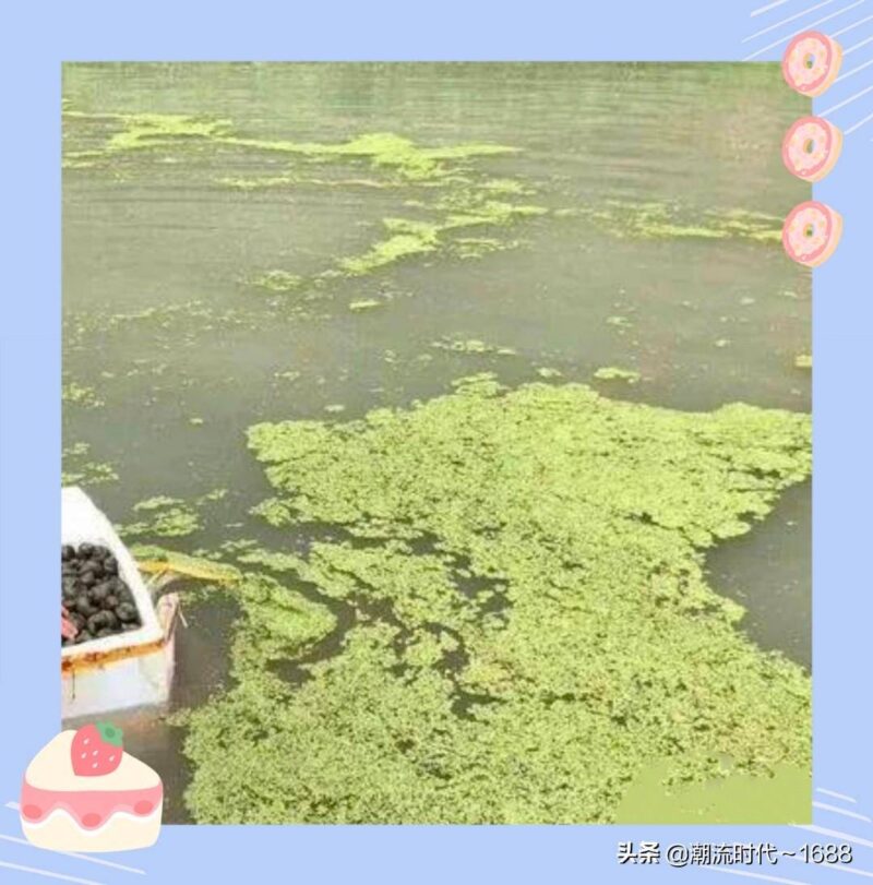 螺蛳吃什么长大的-赚在家创业号