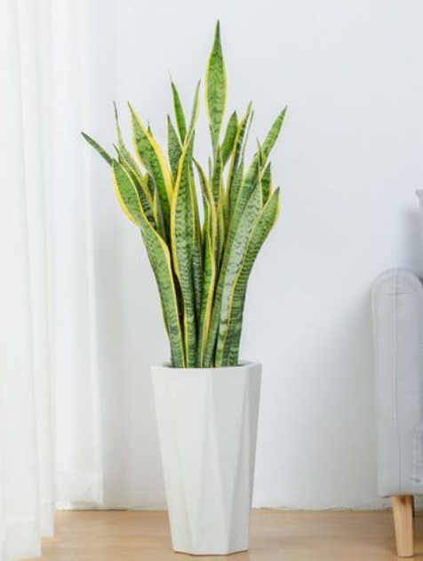 十大养不死的盆栽植物(冻不死盆栽植物排行榜)-1