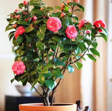 十大养不死的盆栽植物(冻不死盆栽植物排行榜)-1