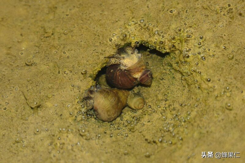 螺蛳吃什么长大的-1 螺蛳吃什么长大的-1