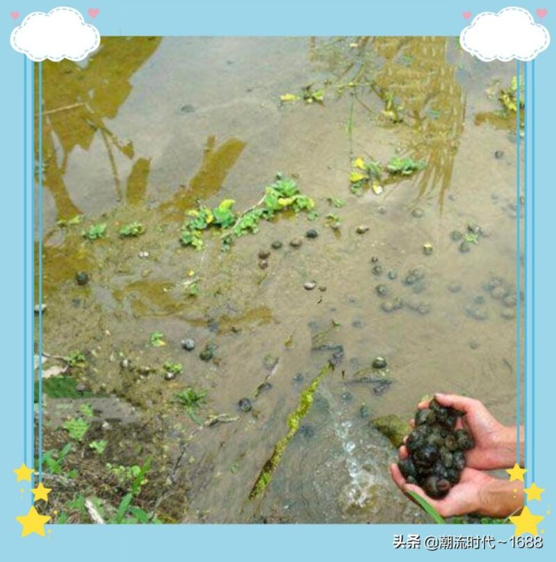 螺蛳吃什么长大的-1 螺蛳吃什么长大的-1