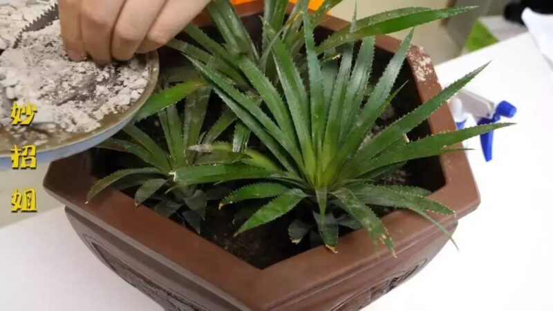 蚊香灰的作用和功效-1 蚊香灰的作用和功效-1