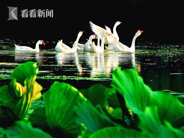 鹅鹅鹅作者是谁写的-1 鹅鹅鹅作者是谁写的-1