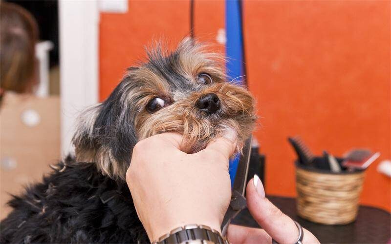 月入2万的10个小生意-1 月入2万的10个小生意-1