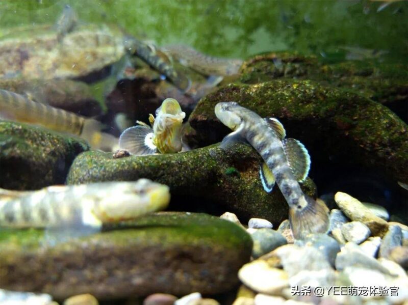 硝化细菌加多了对鱼有影响吗-1 硝化细菌加多了对鱼有影响吗-1