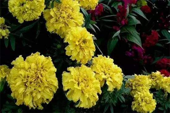 送闺蜜生日礼物送什么花合适-1 送闺蜜生日礼物送什么花合适-1