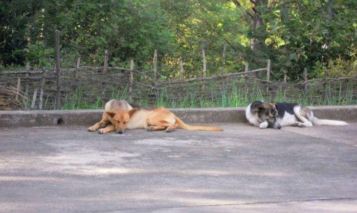 夏天狗狗不吃饭是什么原因-1