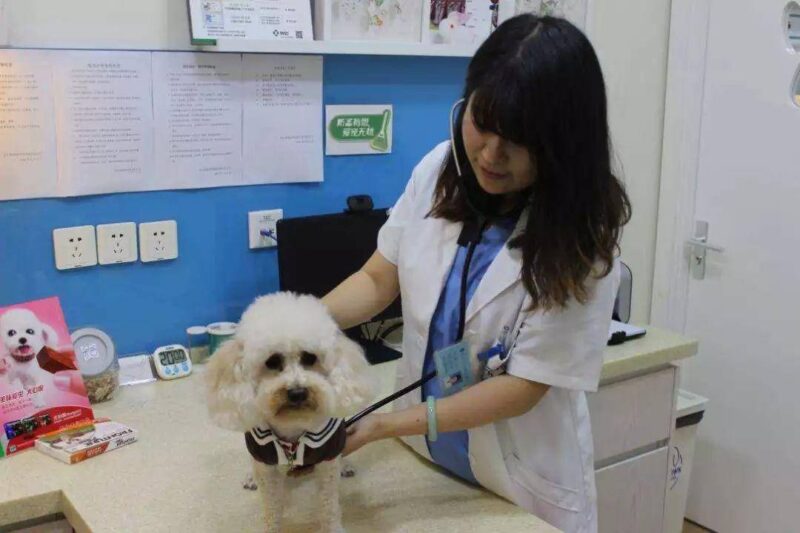 夏天狗狗不吃饭是什么原因-1