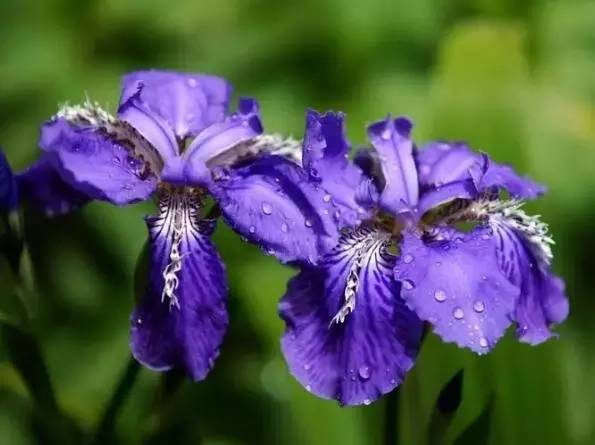 送闺蜜生日礼物送什么花合适-1 送闺蜜生日礼物送什么花合适-1