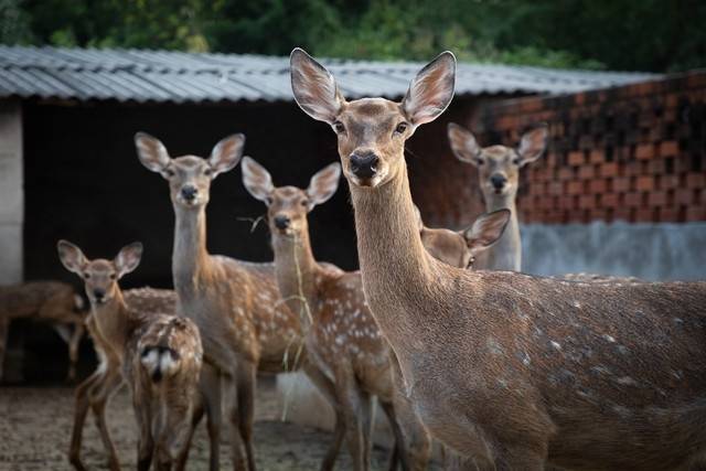 农村养殖什么最可靠?适合农村养殖的动物-1