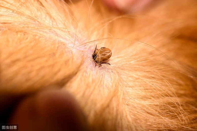 幼猫身上有跳蚤怎么办-1 幼猫身上有跳蚤怎么办-1