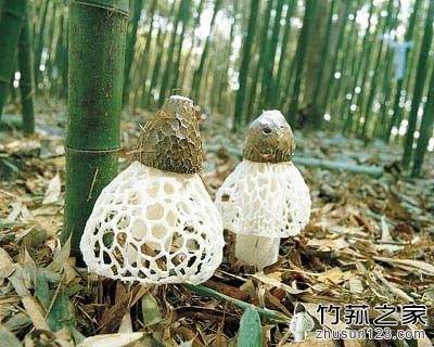 竹笙和竹荪的区别-1 竹笙和竹荪的区别-1