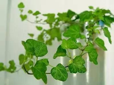 送闺蜜生日礼物送什么花合适-1 送闺蜜生日礼物送什么花合适-1