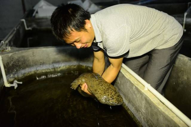 农村养殖什么最可靠?适合农村养殖的动物-1