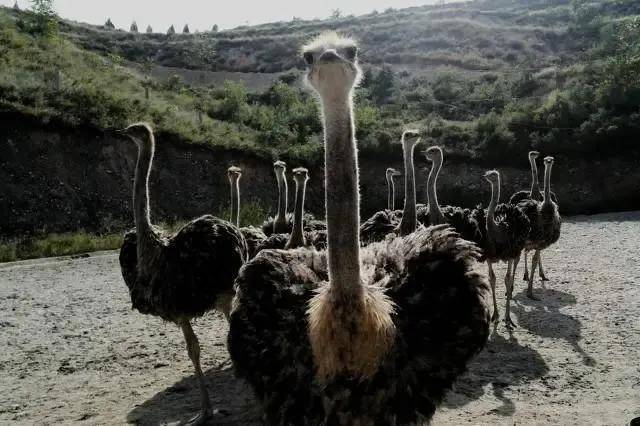 农村养殖什么最可靠?适合农村养殖的动物-1