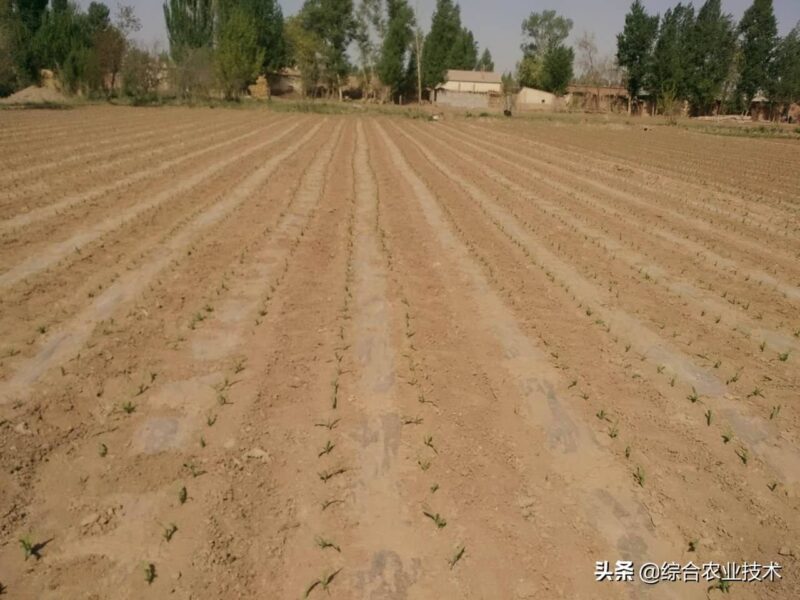 玉米生长的几个阶段?玉米全部生长过程图片及说明-1 玉米生长的几个阶段?玉米全部生长过程图片及说明-1