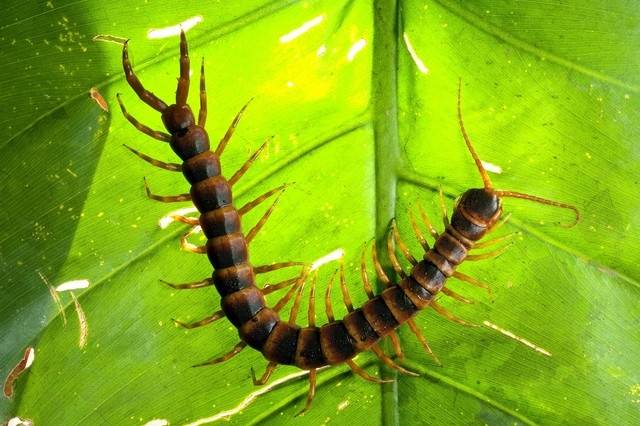 农村养殖什么最可靠?适合农村养殖的动物-1