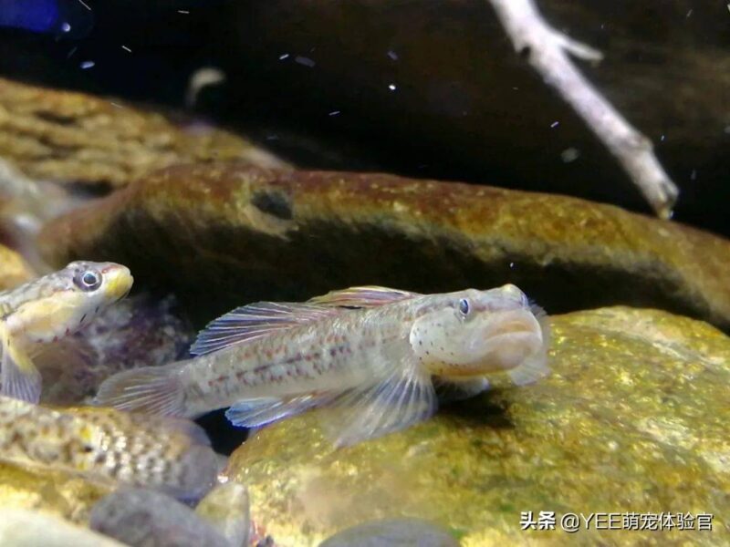 硝化细菌加多了对鱼有影响吗-1 硝化细菌加多了对鱼有影响吗-1