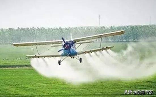 草铵膦和草甘膦的区别在哪里-1