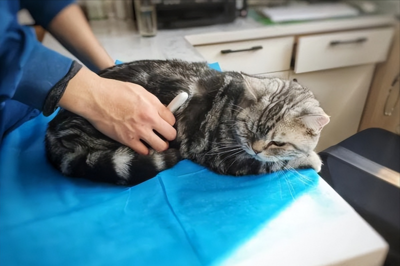 怎么分辨猫是腹式呼吸-1 怎么分辨猫是腹式呼吸-1