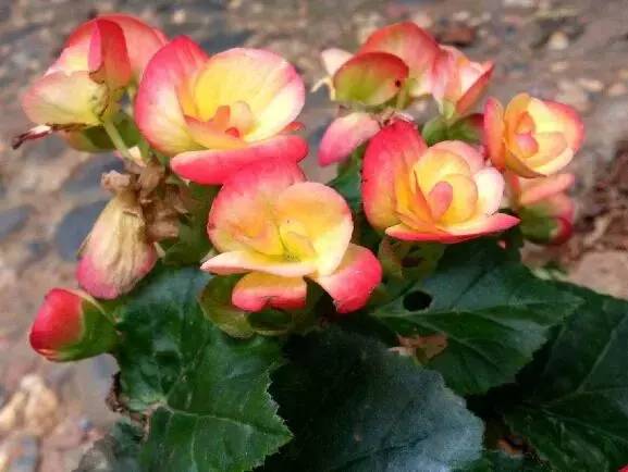 送闺蜜生日礼物送什么花合适-1 送闺蜜生日礼物送什么花合适-1