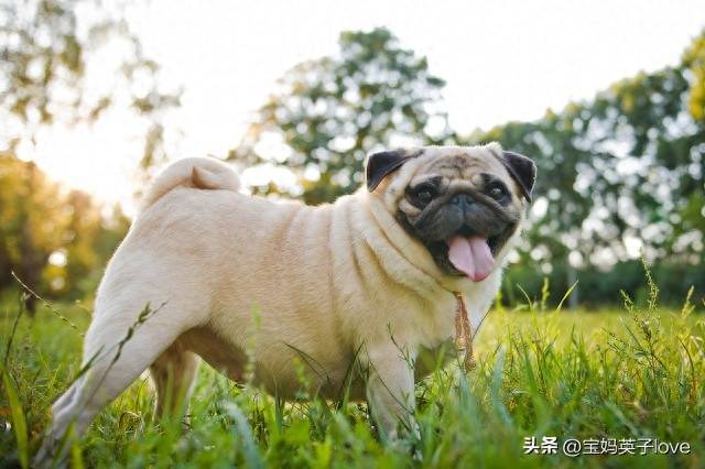 百灵鸟比喻什么样的人-1 百灵鸟比喻什么样的人-1