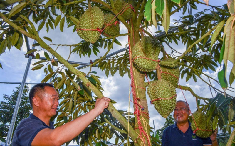 榴莲什么季节大量上市?榴莲最晚能吃到几月份-1 榴莲什么季节大量上市?榴莲最晚能吃到几月份-1