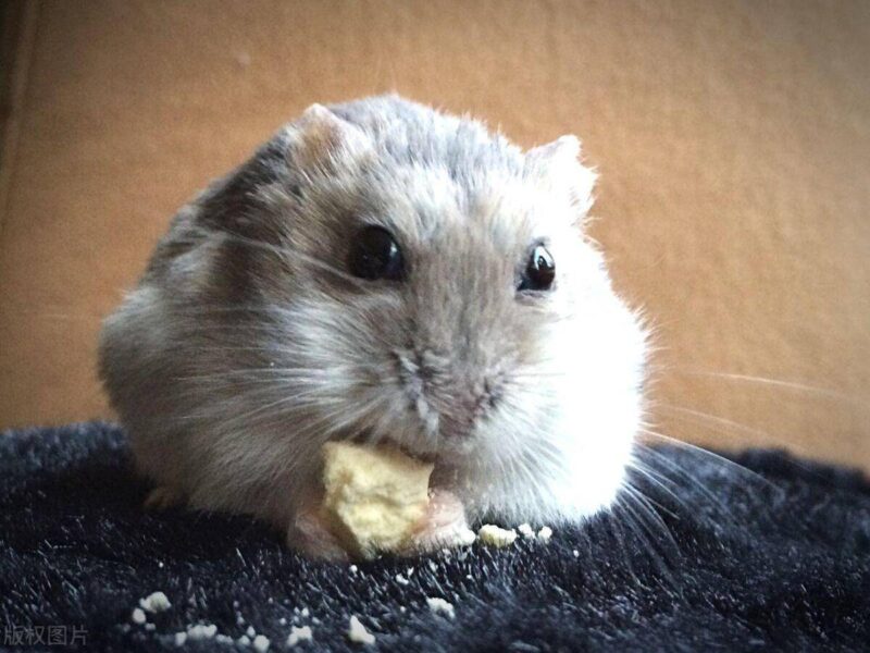老鼠喜欢吃什么食物-1 老鼠喜欢吃什么食物-1