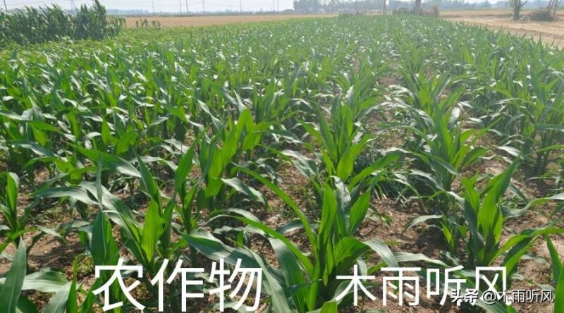 阿维菌素主要治什么虫效果好-1