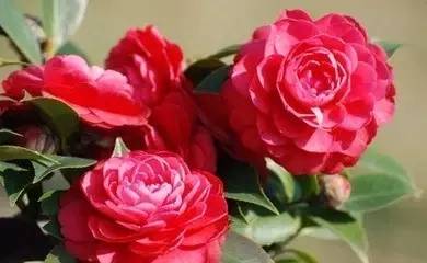 送闺蜜生日礼物送什么花合适-1 送闺蜜生日礼物送什么花合适-1