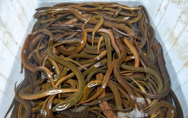 农村养殖什么最可靠?适合农村养殖的动物-1