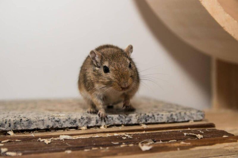 老鼠喜欢吃什么食物-1 老鼠喜欢吃什么食物-1