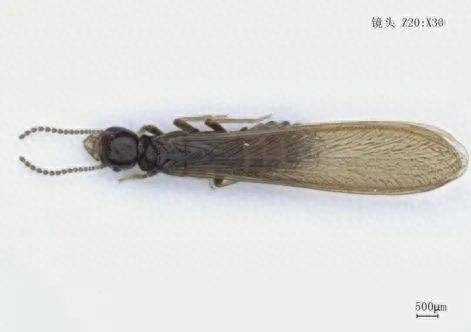 白蚁和飞蚁是一个东西吗?白蚁和飞蚁的区别-1 白蚁和飞蚁是一个东西吗?白蚁和飞蚁的区别-1