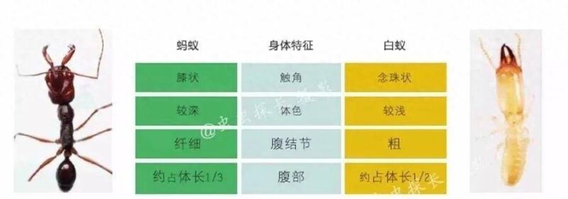 白蚁和飞蚁是一个东西吗?白蚁和飞蚁的区别-1 白蚁和飞蚁是一个东西吗?白蚁和飞蚁的区别-1
