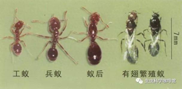 白蚁和飞蚁是一个东西吗?白蚁和飞蚁的区别-1 白蚁和飞蚁是一个东西吗?白蚁和飞蚁的区别-1