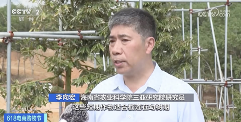 榴莲什么季节大量上市?榴莲最晚能吃到几月份-1 榴莲什么季节大量上市?榴莲最晚能吃到几月份-1