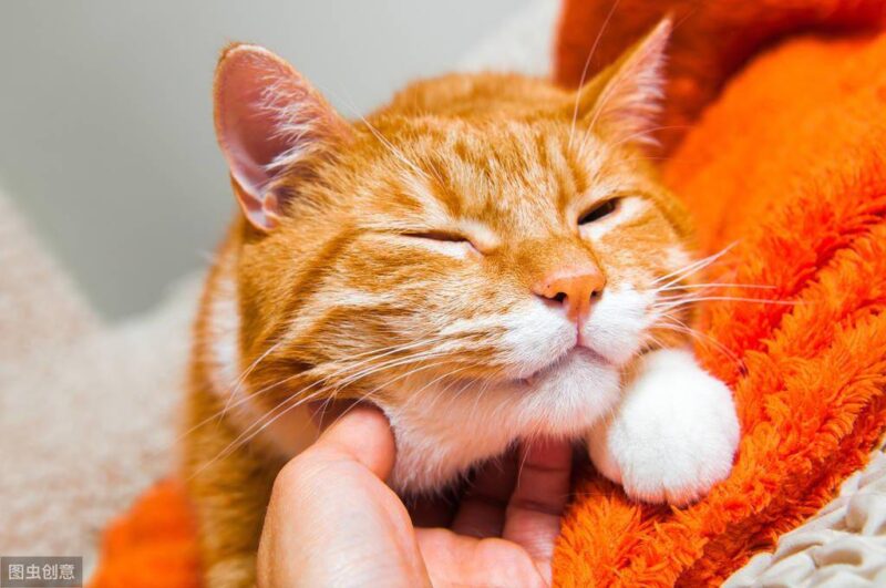 幼猫身上有跳蚤怎么办-1 幼猫身上有跳蚤怎么办-1