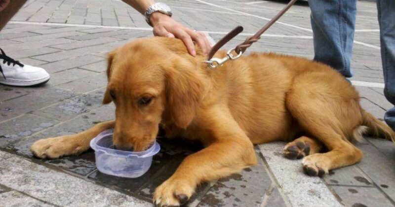 夏天狗狗不吃饭是什么原因-1