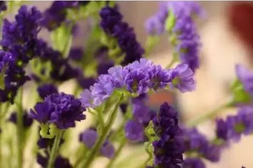 送闺蜜生日礼物送什么花合适-1 送闺蜜生日礼物送什么花合适-1