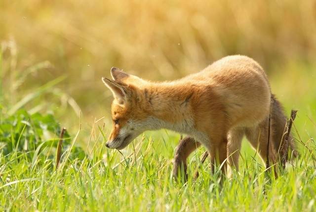农村养殖什么最可靠?适合农村养殖的动物-1