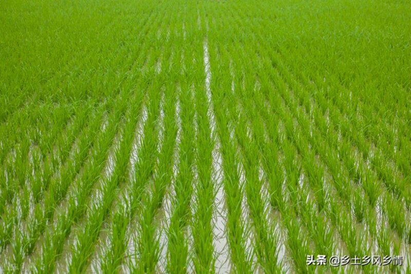 水稻生长发育八个时期-1 水稻生长发育八个时期-1