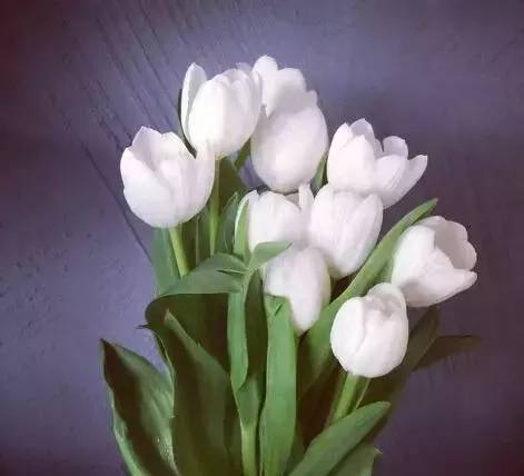 送闺蜜生日礼物送什么花合适-1 送闺蜜生日礼物送什么花合适-1