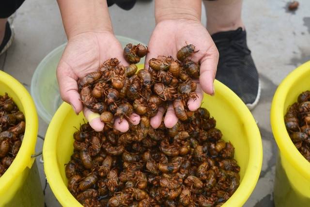 农村养殖什么最可靠?适合农村养殖的动物-1