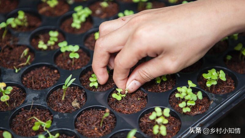 适合农村的创业项目-1