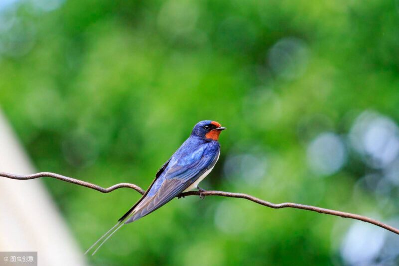 燕子进家里有什么预兆?燕子进屋最灵性的预兆-1