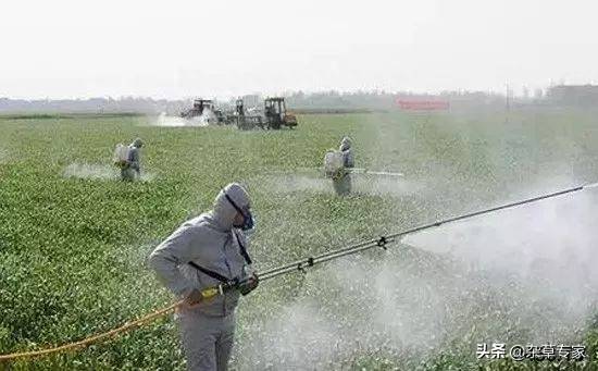 草铵膦和草甘膦的区别在哪里-1